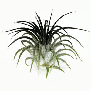 Black Ionantha Guatemala Tillandsia Air Plant, Guatemala Air Plant, Air Plant, Airplant, Wholesale, Terrarium, Enhanced AirPlants