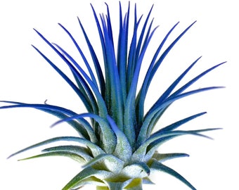 Blue Enhanced Ionantha Guatemala Tillandsia Air Plant, Guatemala Air Plant, Air Plant, Airplant, Wholesale, Terrarium, Enhanced AirPlants