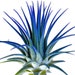 see more listings in the Air Plants/Displays/Food section