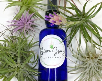 Bloom Spray Air Plant Food, Grow Tillandsia's Faster, Airplant, Air Plants, Plants, Airplants, Bulk, Tillandsia, Terrarium