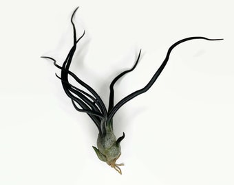 Black Bulbosa Air Plant, Tillandsia Air Plant, Guatemala Air Plant, Air Plants, Decor, Plants, Terrarium Plant, Plant collector, Plant lover