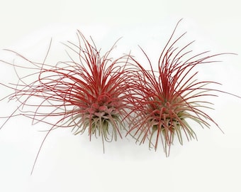Buy 1 Get 1 FREE Red THIN Argentina Air Plant Guatemala Tillandsia, Air Plant Gift, Airplants, Terrarium Plants, Enhanced Air Plants