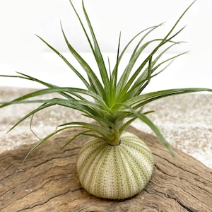 Tillandsia Stricta Green Air Plant, Tillandsia Air Plant, Airplant, Air Plants, Wedding Decor, Plant, Airplants, Bulk, Tillandsia, Terrarium