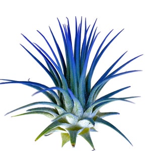 Blue Enhanced Ionantha Guatemala Tillandsia Air Plant, Guatemala Air Plant, Air Plant, Airplant, Wholesale, Terrarium, Enhanced AirPlants