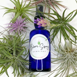 Bloom Spray Air Plant Food, Grow Tillandsia's Faster, Airplant, Air Plants, Plants, Airplants, Bulk, Tillandsia, Terrarium