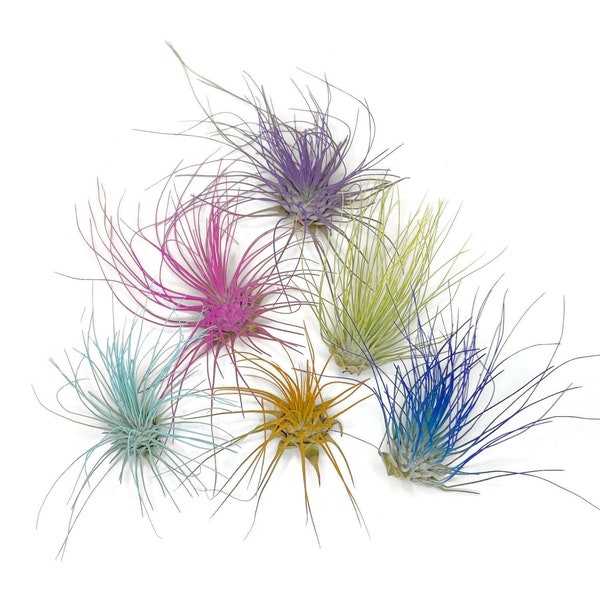 Terrarium Air Plant Etsy