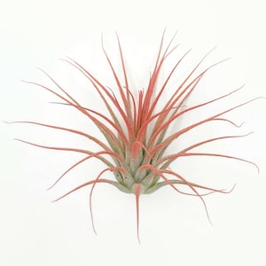 Peach Enhanced Ionantha Guatemala Tillandsia Air Plant, Guatemala Air Plant, Air Plant, Airplant, Wholesale, Terrarium, Enhanced AirPlants