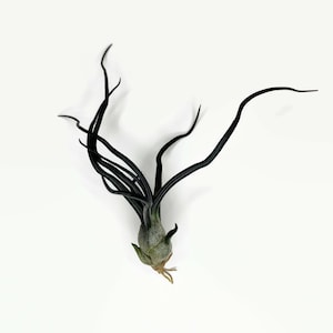 Black Bulbosa Air Plant, Tillandsia Air Plant, Guatemala Air Plant, Air Plants, Decor, Plants, Terrarium Plant, Plant collector, Plant lover