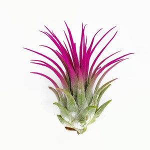 Pink Ionantha Guatemala Tillandsia Air Plant, Guatemala Air Plant, Air Plant, Airplant, Wholesale, Terrarium, Enhanced AirPlants