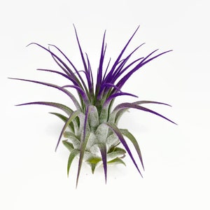 Purple Ionantha Guatemala Tillandsia Air Plant, Guatemala Air Plant, Air Plant, Airplant, Wholesale, Terrarium, Enhanced AirPlants