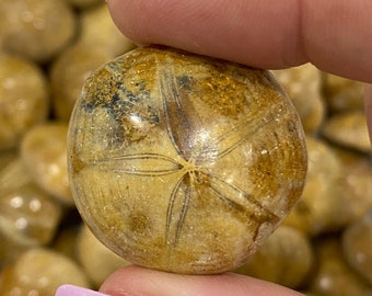 Rare Fossilized Sand Dollar Sea Biscuit Fossil Polished Fossil Over 100 Million Years Old Jurassic Period Real Fossil Reiki