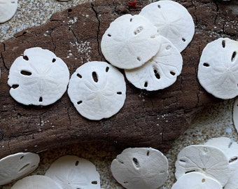 Small Sand Dollars 1"-1.5" - Sand Dollar - Craft Supply - Beach Wedding Favors - Wedding Decor - Bulk - Seashell - Gift