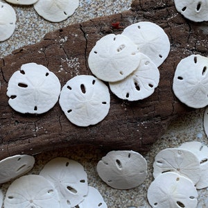 Small Sand Dollars 1"-1.5" - Sand Dollar - Craft Supply - Beach Wedding Favors - Wedding Decor - Bulk - Seashell - Gift