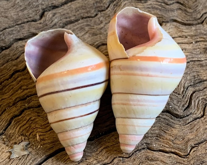 2 Candy Cane Land Snail- Tree Snail- Seashells-beach Craft Supplies ...
