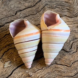 2 Candy Cane Land Snail- Tree Snail- Seashells-Beach Craft Supplies-Seashells Bulk-Rare Candy Cane Snail - Striped Tree Snails