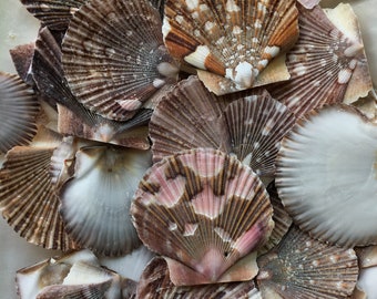 Baby Flat Scallop Shell-Bulk - Seashell Supplies - Scallop Shells for Crafts - Flat Scallop - Pectin Shells - Wedding Decor