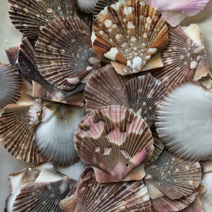 Baby Flat Scallop Shell-Bulk - Seashell Supplies - Scallop Shells for Crafts - Flat Scallop - Pectin Shells - Wedding Decor