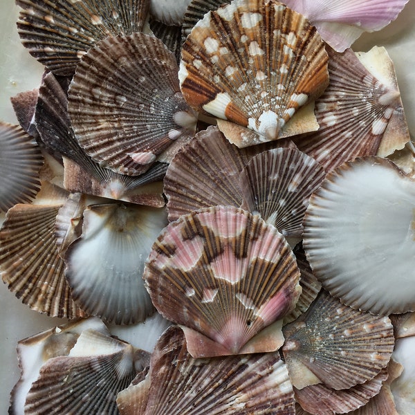 Baby Flat Scallop Shell-Bulk - Seashell Supplies - Scallop Shells for Crafts - Flat Scallop - Pectin Shells - Wedding Decor