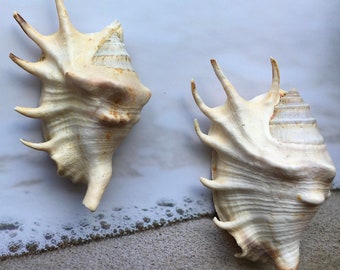 Lambis Lambis Spider Conch 4"-5" - Beach Wedding Decor - Seashells - Spiny Seashell - Spiked Conch - Crafts - Nautical - FREE SHIPPING!