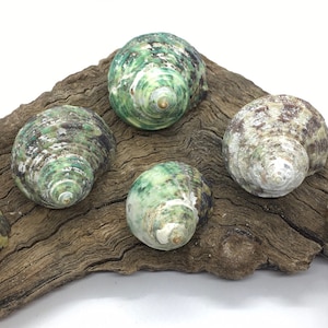 Turbo Stenogyrus Shells-Green Turbo Shells-Shells for Crafting-Decor-Shells-Sea Shells-Turbo Shells-Wedding-Small Shells