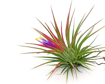 Tillandsia Ionantha Rubra, Beautiful easy to care Air plants, Colorful plants for Terrarium, Blooming air plant