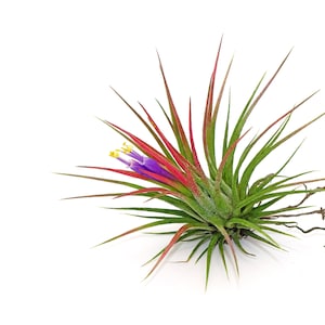Tillandsia Ionantha Rubra, Beautiful easy to care Air plants, Colorful plants for Terrarium, Blooming air plant