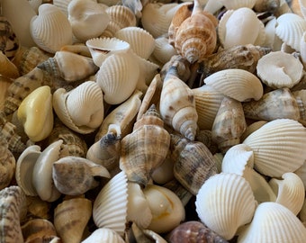 Shell Mix-1/2"-1" Small/Medium Shell Mix-Craft Seashells-Small Seashells-Beach Wedding Decor-Seashells Supplies-Tiny Seashells
