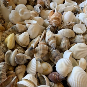 Shell Mix-1/2&quot;-1&quot; Small/Medium Shell Mix-Craft Seashells-Small Seashells-Beach Wedding Decor-Seashells Supplies-Tiny Seashells