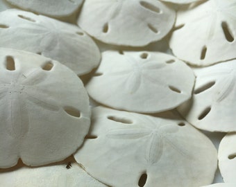 Florida Sand Dollars 1.5"-2" - Sand Dollar - Craft Supply - Beach Wedding Favors Decor - Sand Dollar Bulk - Seashells