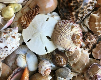 1/2 Pound Mixed Sanibel, Captivia & Ten Thousand Islands Handpicked Seashells, Great for Crafting, Art, Home Decor, Jewelry!