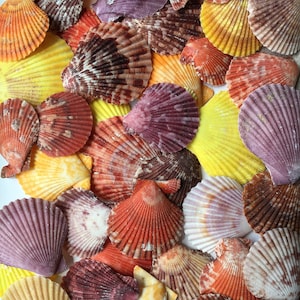 Colored Pectin Shells 1"-2" - Colorful Pectins  - Natural Seashell - Colorful Scallop - Pectin Seashell - Scallop - Crafts - FREE SHIPPING!