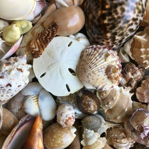 1/2 Pound Mixed Sanibel, Captivia & Ten Thousand Islands Handpicked Seashells, Great for Crafting, Art, Home Decor, Jewelry!