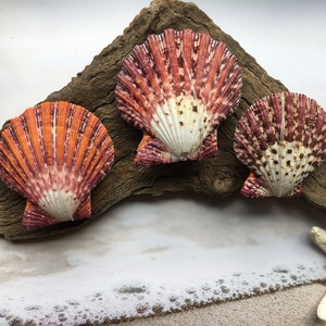 Pallium Pectin Pairs - Seashell - Natural Seashell - Paired Seashells - Beach - Colorful Scallop Pectin Seashell Pairs - Seashell Pair