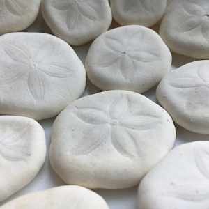 Galletas de mar - Galletas de mar a granel - Conchas marinas a granel - Suministros de artesanía con conchas marinas - Decoración de bodas - Recuerdos de bodas en la playa - ¡Decoración de playa!