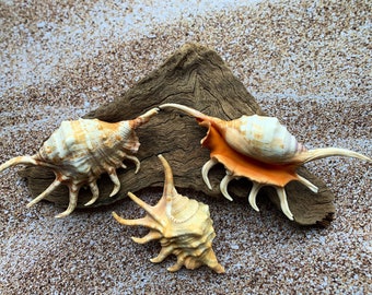 Crafts Lambis Lambis Spider Conch 4-5 Seashells Nautical Spiny Seashell FREE SHIPPING! Beach Wedding Decor Spiked Conch