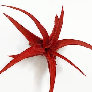 Red Tillandsia Capitata Air Plant, Ionantha Air Plant, Air Plants, Beach Wedding Decor, Wedding Favor, Tillandsia, Terrarium, Airplant