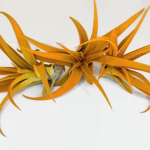 Buy 2 Get 1 FREE Orange Tillandsia Capitata Air Plant, Ionantha Air Plant, Air Plant, Beach Wedding Decor, Tillandsia, Terrarium, Airplant