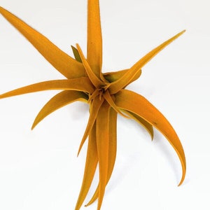 Orange Tillandsia Capitata Air Plant, Ionantha Air Plant, Air Plants, Beach Wedding Decor, Wedding Favor, Tillandsia, Terrarium, Airplant