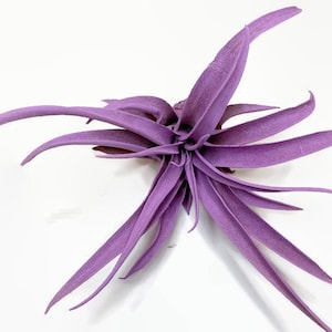 Lavender Tillandsia Capitata Air Plant, Ionantha Air Plant, Air Plants, Beach Wedding Decor, Wedding Favor, Tillandsia, Terrarium
