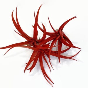 Buy 2 Get 1 FREE Red Tillandsia Capitata Air Plant, Ionantha Air Plant, Air Plants, Beach Wedding Decor, Tillandsia, Terrarium, Airplant