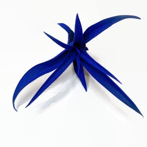 Blue Tillandsia Capitata Air Plant, Ionantha Air Plant, Air Plants, Beach Wedding Decor, Wedding Favor, Tillandsia, Terrarium