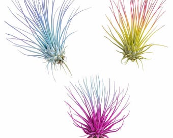 Live Colored Air Plants 3 Pack - Vibrent Color Enhanced Tillandsia, Easy Care Indoor Outdoor Houseplant, Home Decor, Terrariums & Gifts