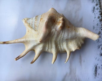 Crafts Lambis Lambis Spider Conch 4-5 Seashells Nautical Spiny Seashell FREE SHIPPING! Beach Wedding Decor Spiked Conch