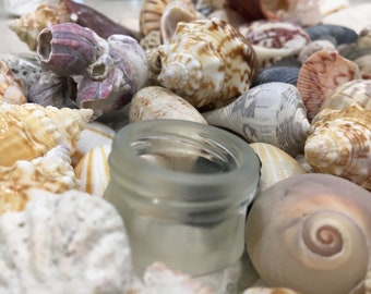 Set of 10 Whelk Shells 5.5-7