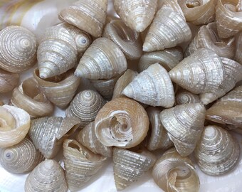 Seashells Non Polished 2 Shells With Shine Red Trochus
