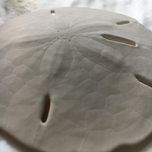 May include: A white sand dollar with a starburst pattern and five holes.