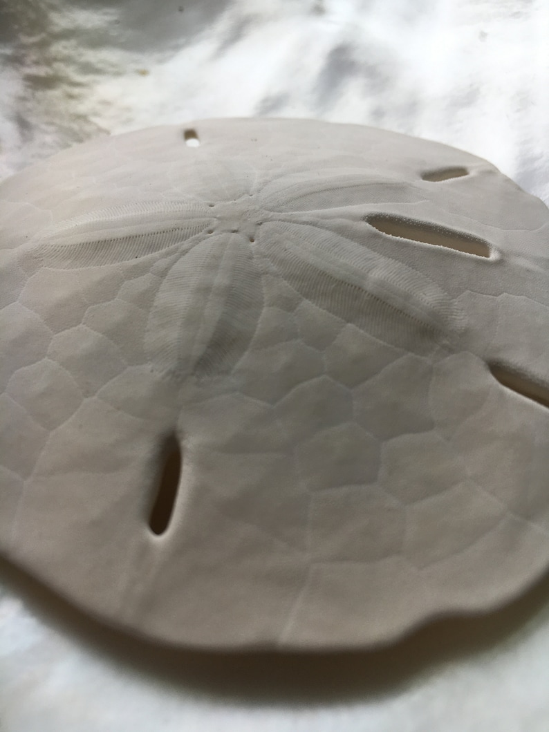 May include: A white sand dollar with a starburst pattern and five holes.