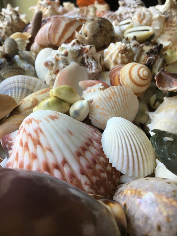 Mixed Lot Of 3 Pounds Of Seashells Sea Shells For Crafting Decor. Lot #1 