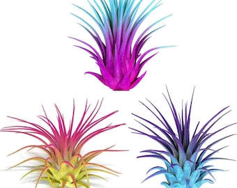 Rainbow 3 Pack, Tillandsia Air Plant, Airplant, Healthy Arrival Guaranteed, Great Indoor Plant, Home Decor, Air Plants Bulk, Air Plants live