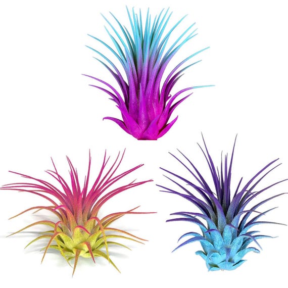 Rainbow 3 Pack, Tillandsia Air Plant, Airplant, Healthy Arrival Guaranteed,  Great Indoor Plant, Home Decor, Air Plants Bulk, Air Plants Live - Etsy